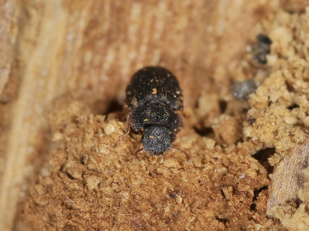 Colobicus hirtus (Zopheridae) - Avigliana (TO)